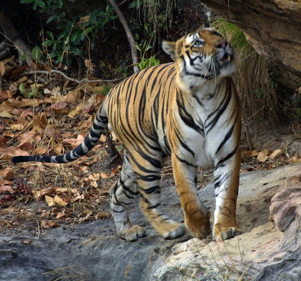 Bangal Tiger