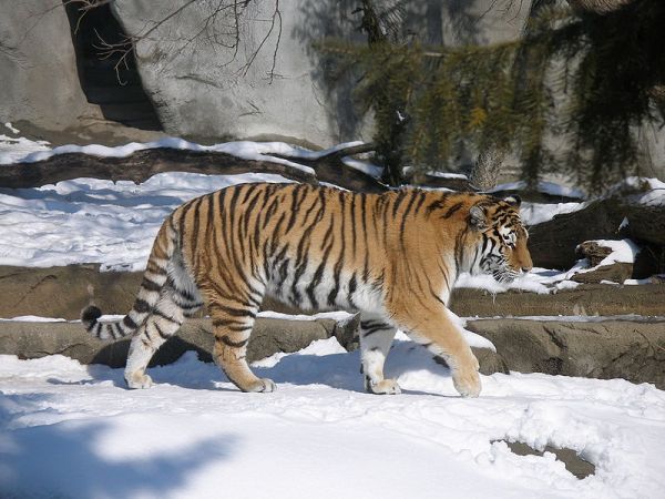 Siberian tiger